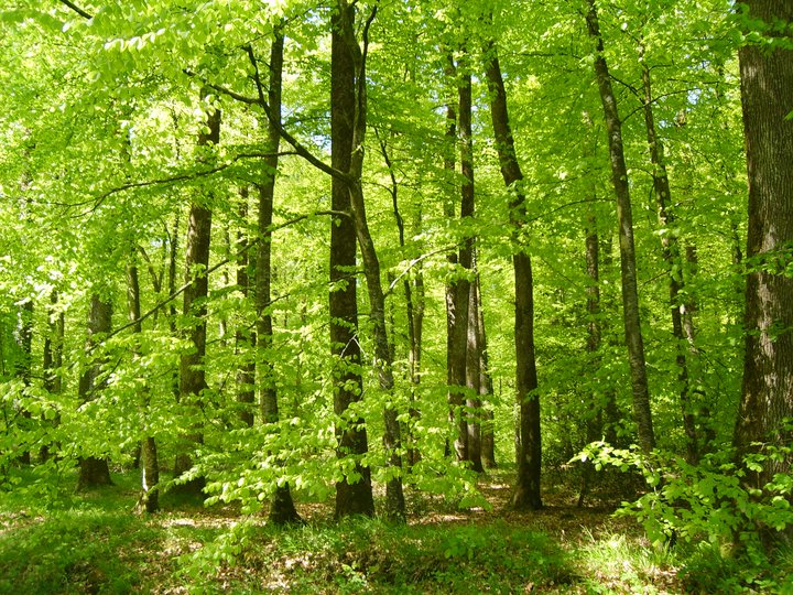 La forêt de Bellême